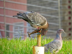 Patagioenas picazuro