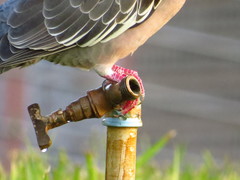 Patagioenas picazuro