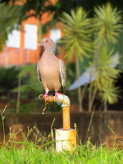 Patagioenas picazuro