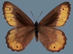 Oeneis jutta reducta