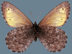 Oeneis jutta reducta