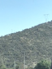 Trichocereus chiloensis