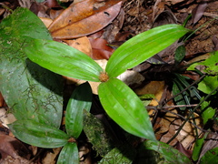 Mapania sylvatica