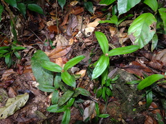 Mapania sylvatica