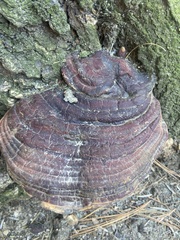 Ganoderma sessile