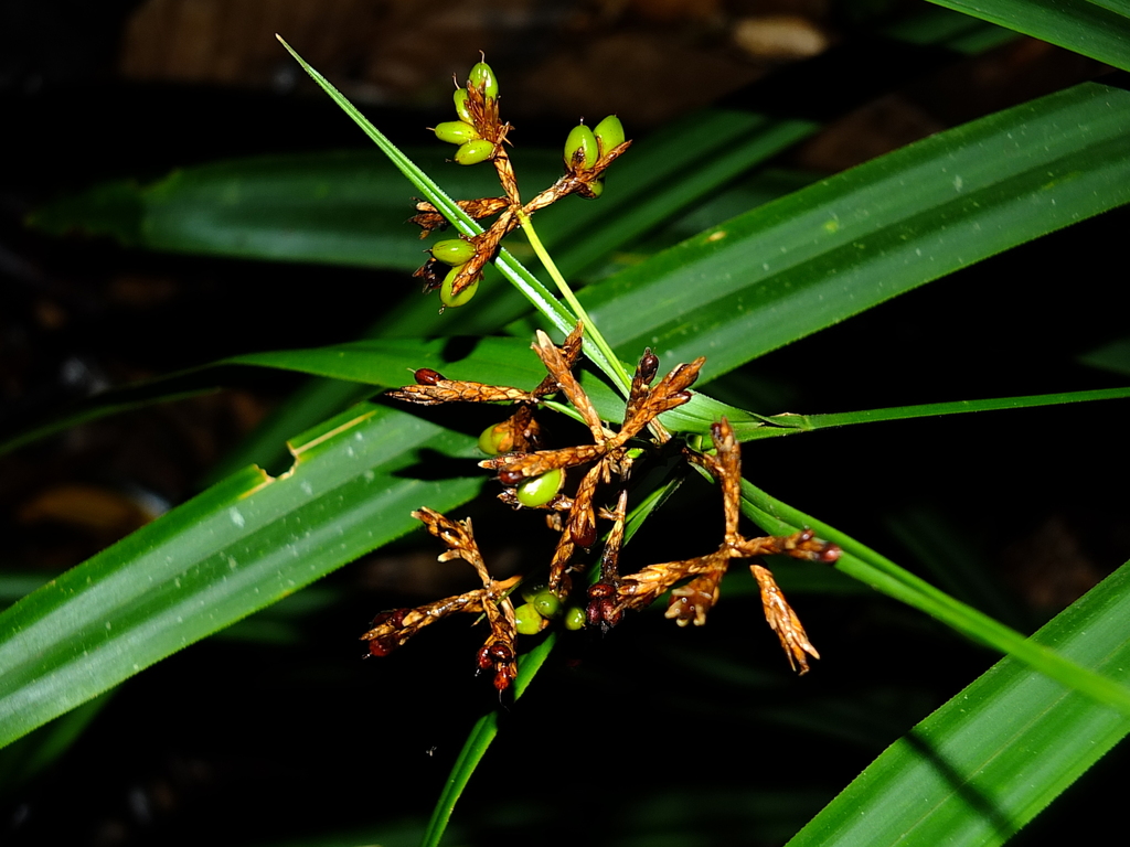 Diplasia karatifolia