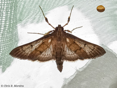 Rhectocraspeda periusalis