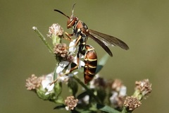 Polistes dorsalis dorsalis