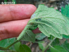 Rhectocraspeda periusalis