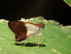 Calpodes longirostris