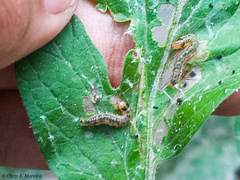 Rhectocraspeda periusalis