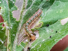 Rhectocraspeda periusalis
