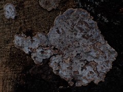 Veluticeps abietina