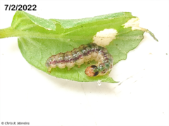 Rhectocraspeda periusalis