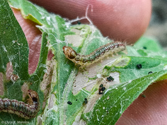 Rhectocraspeda periusalis