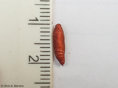Rhectocraspeda periusalis