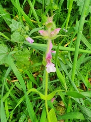 Salvia hierosolymitana