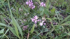 Astragalus agrestis