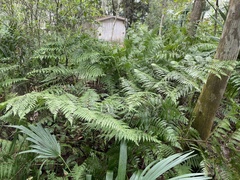 Dennstaedtia bipinnata