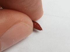 Rhectocraspeda periusalis