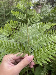Dennstaedtia bipinnata