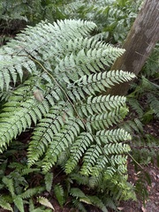 Dennstaedtia bipinnata