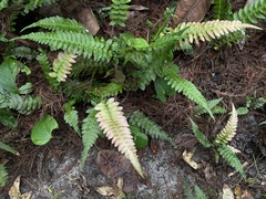 Blechnum occidentale