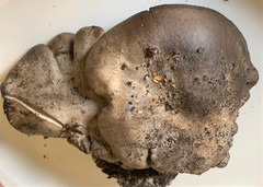 Lyophyllum shimeji