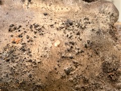 Lyophyllum shimeji