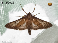 Rhectocraspeda periusalis