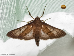 Rhectocraspeda periusalis