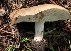 Melanoleuca strictipes