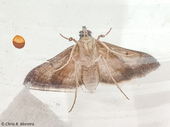 Rhectocraspeda periusalis