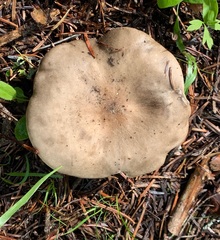 Melanoleuca strictipes