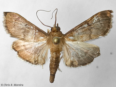 Rhectocraspeda periusalis