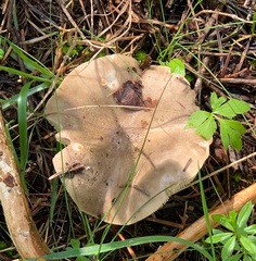 Melanoleuca strictipes