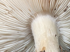 Melanoleuca strictipes