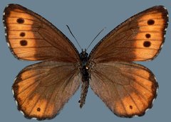 Oeneis jutta reducta