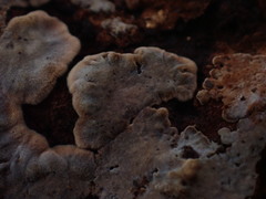Veluticeps abietina