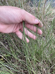 Paspalum monostachyum