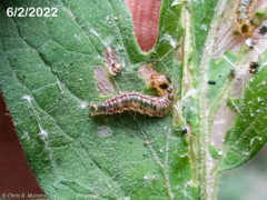 Rhectocraspeda periusalis