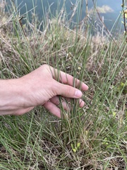 Paspalum monostachyum