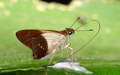 Calpodes longirostris