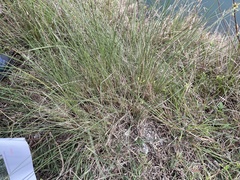 Paspalum monostachyum