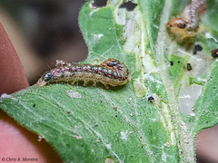 Rhectocraspeda periusalis