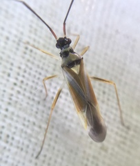 Cyllecoris histrionius