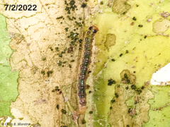 Rhectocraspeda periusalis