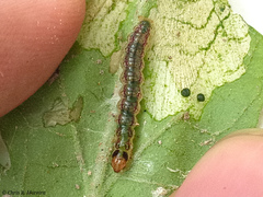 Rhectocraspeda periusalis