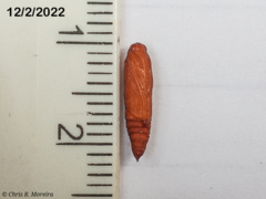 Rhectocraspeda periusalis