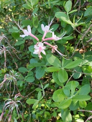 Rhododendron canescens image
